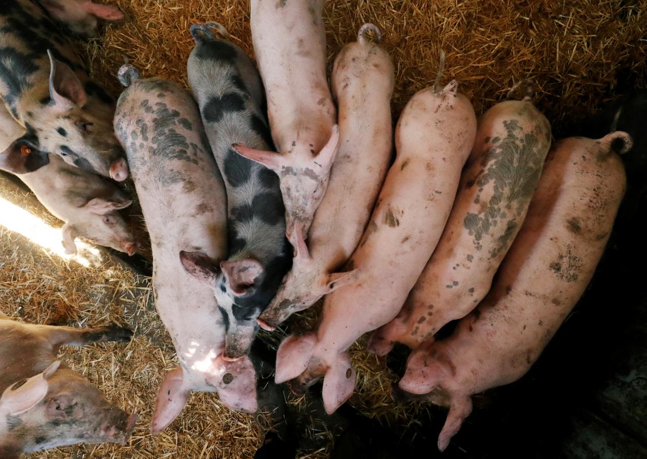 China bans imports of pigs, wild boars from Belgium, Japan