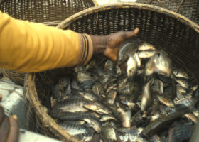 Nigeria-records-eighth-highest-capture-of-tilapia-worldwide