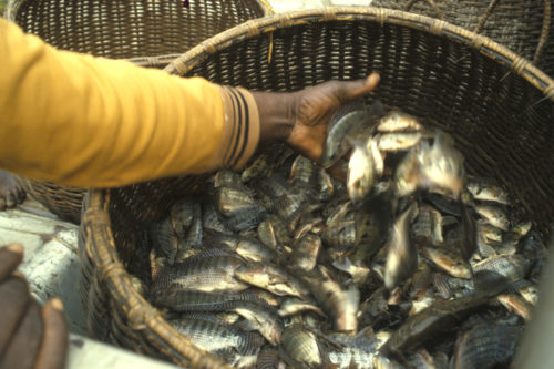 Nigeria-records-eighth-highest-capture-of-tilapia-worldwide