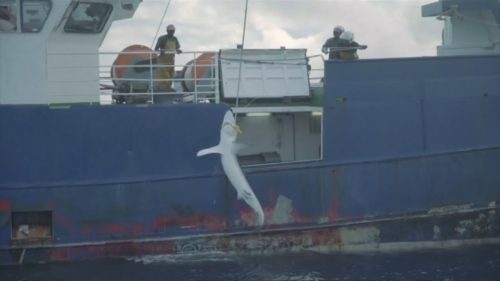 Spanish vessel arrested over illegal shark fishing