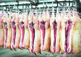 Swine fever: China prohibits pig imports from Japan, Belgium