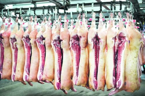 Swine fever: China prohibits pig imports from Japan, Belgium
