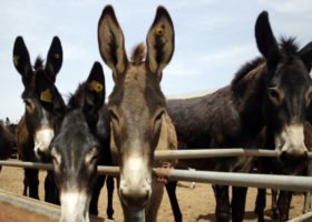 Reps move to prohibit export of donkeys