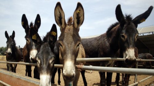 Reps move to prohibit export of donkeys