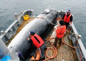 Japan to resume commercial whaling after pulling out of IWC