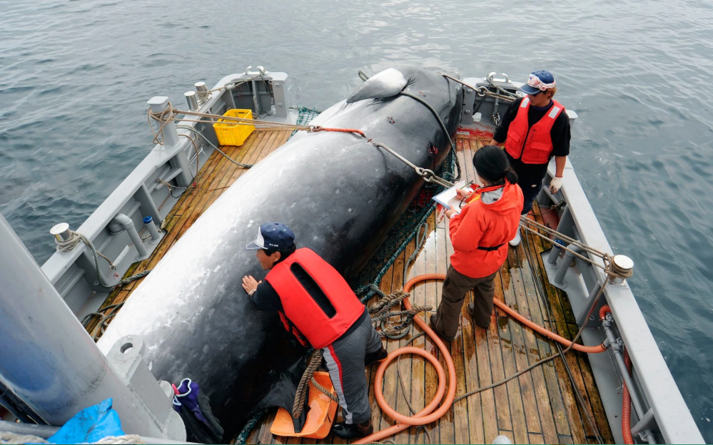 Japan to resume commercial whaling after pulling out of IWC