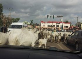 Tyranny of cow in Abuja