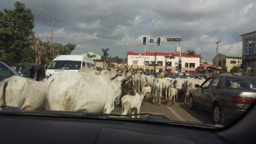 Tyranny of cow in Abuja