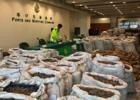 Hong Kong impounds $8m pangolin scales, ivory from Nigeria
