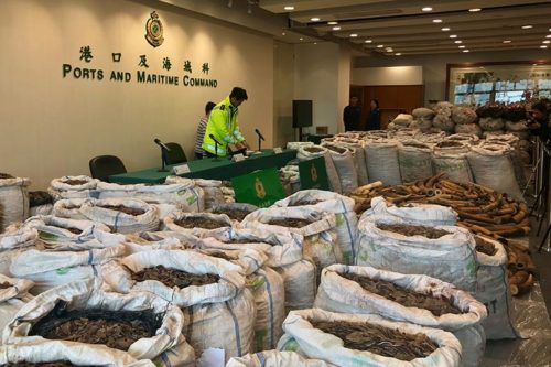Hong Kong customs impounds $8m pangolin scales, ivory from Nigeria