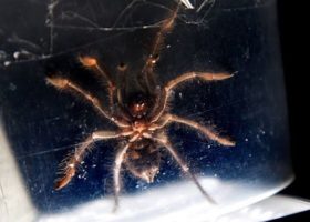 Customs intercepts 757 venomous spiders at Manila Airport