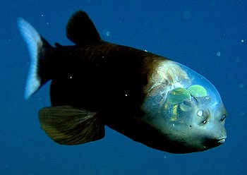 PHOTOS: 10 weird underwater creatures that will blow your mind