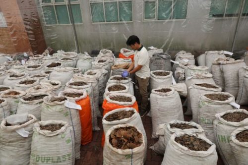 Singapore intercepts $38m pangolin scales smuggled from Nigeria 