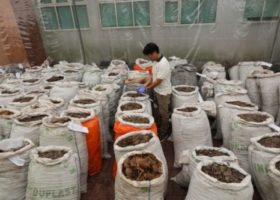 Singapore intercepts $38m pangolin scales smuggled from Nigeria