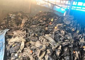 Customs seizes truckload of rotten ‘ponmo’ at Seme