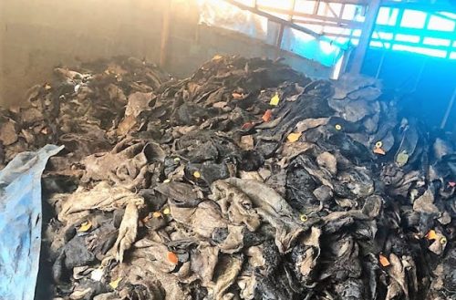 Customs seizes truckload of rotten ‘ponmo’ at Seme