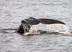 Panama Canal to implement speed limits to protect whales