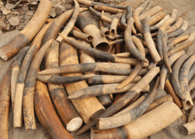 elephant-tusk