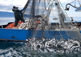 Navy arrests Nigerians, foreigners for illegal fishing 