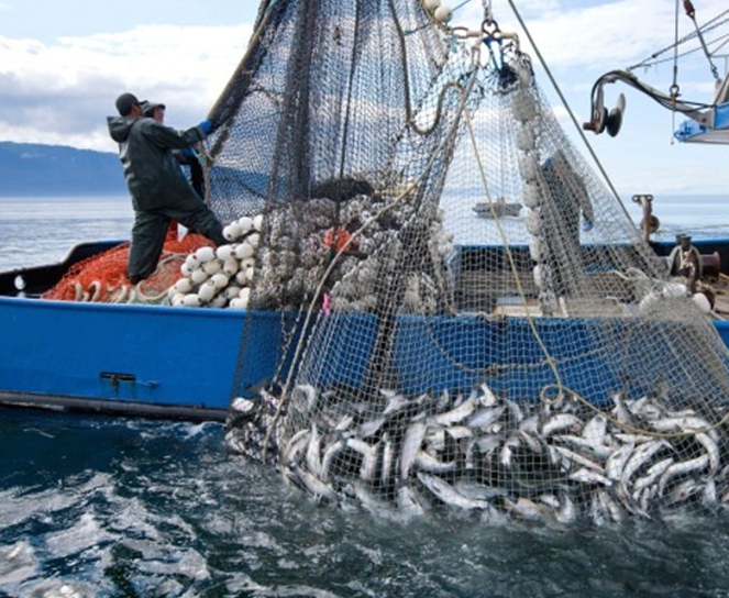 UN agency raises the alarm on overfishing