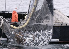 Navy intercepts fishing trawlers, arrests Nigerians, foreigners for alleged illegal fishing activities in Bayelsa