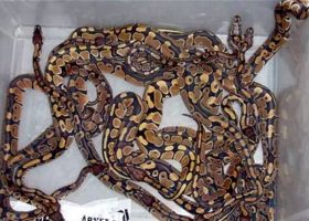 Man smuggles 43 poisonous snakes through airport