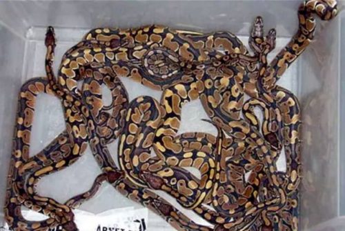 Man smuggles 43 poisonous snakes through airport