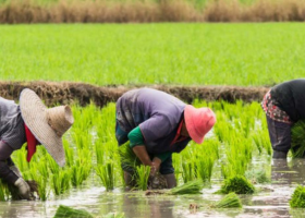 Border closure not enriching us — Rice farmers