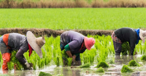 Border closure not enriching us — Rice farmers