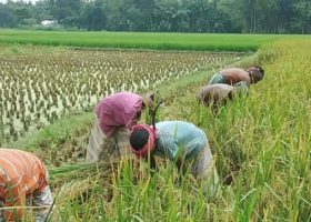Border closure not enriching us — Rice farmers 