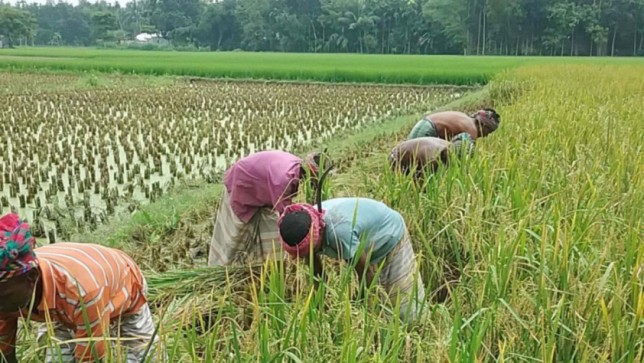 Border closure not enriching us — Rice farmers 