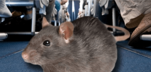 Rat holds up domestic flight for 12 hours