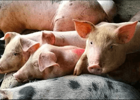 African swine fever: China bans pigs, boars from Indonesia