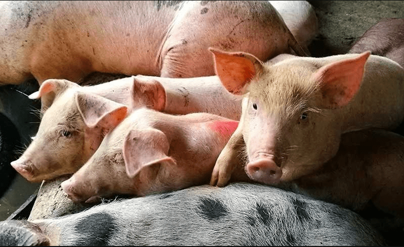 African swine fever: China bans pigs, boars from Indonesia