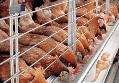 Local farmers can’t meet poultry demand for yuletide