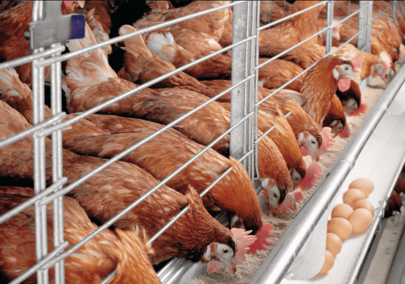 Local farmers can’t meet poultry demand for yuletide - Oyekoya