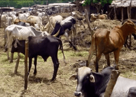 Customs alerts Nigerians on deadly livestock disease in Niger Republic