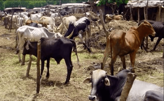 Customs alerts Nigerians on deadly livestock disease in Niger Republic