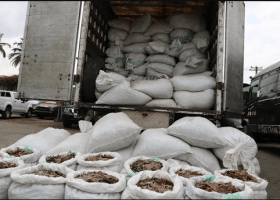 Customs impounds pangolin scales, arrests 20 suspects 