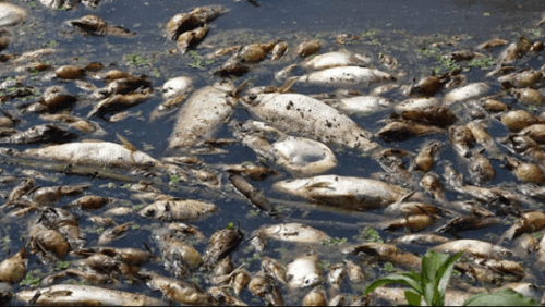 toxins killed fishes on Niger Delta coastline