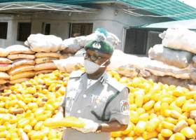 Customs seizes N1bn cannabis in Lagos
