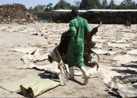 NAQS moves to regulate trade in donkey skin