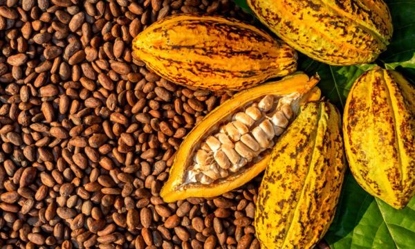 Cocoa export: Experts, farmers lament neglect 