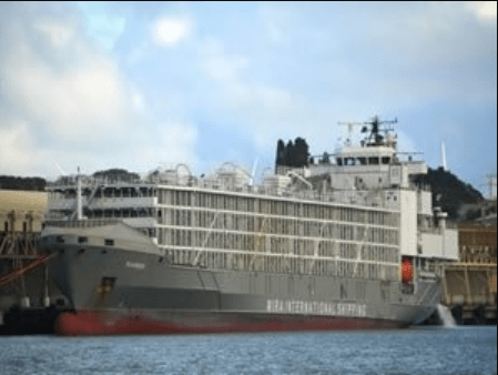 New Zealand cracks down on livestock ships
