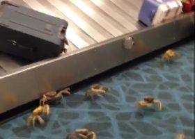 Crabs crawl out of Nigerian passenger’s luggage at Heathrow airport