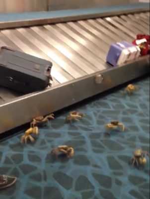 Crabs crawl out of Nigerian passenger’s luggage at Heathrow airport