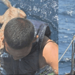 Thai navy save cats from sinking ship
