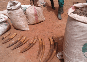 Illegal wildlife trafficking in Nigeria