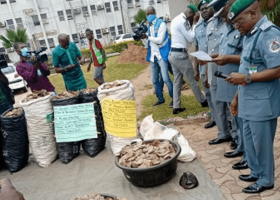 Customs seize N1.73bn pangolin scale, claws in Lagos
