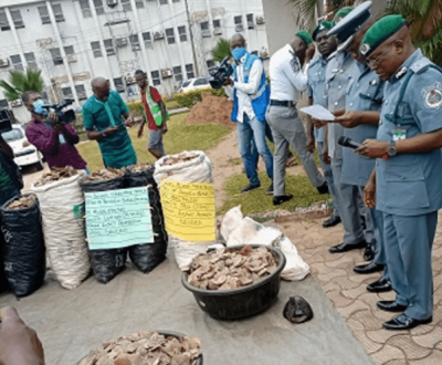Customs seize N1.73bn pangolin scale, claws in Lagos